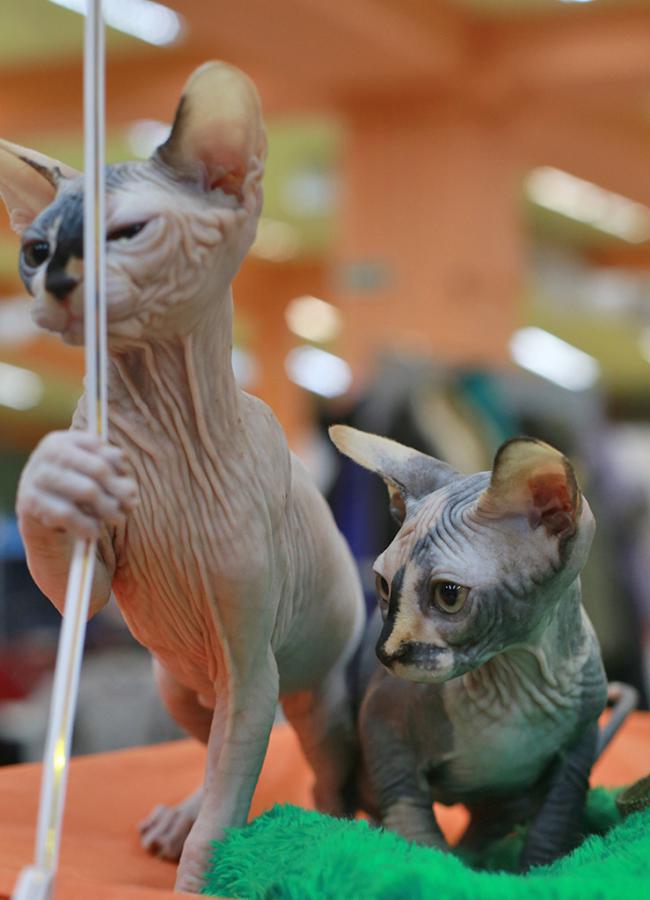 Чебоксары:Международная выставка кошек "КотоПати-2013!"